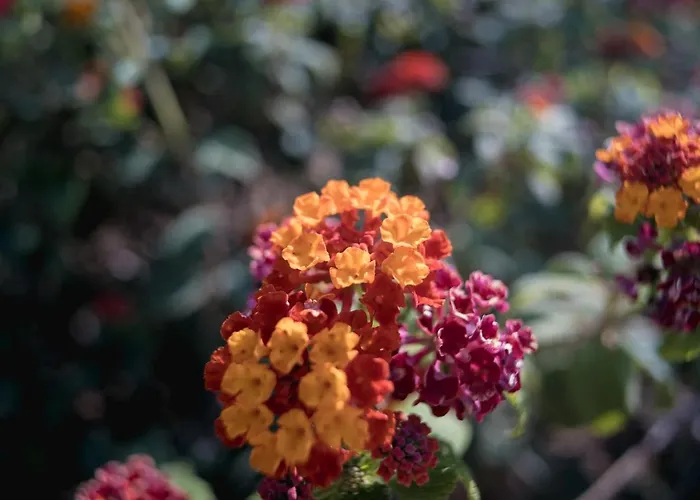 Soros Antiparos Aparthotel 3*