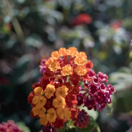 Soros Antiparos Aparthotel 3*