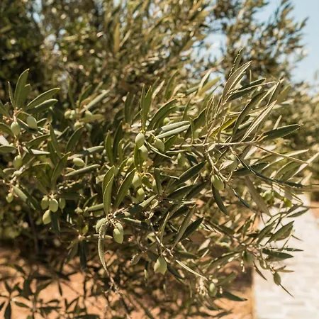 Soros Antiparos 3* Agios Georgios (Antiparos)