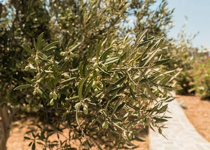 Soros Antiparos 3* Agios Georgios (Antiparos)